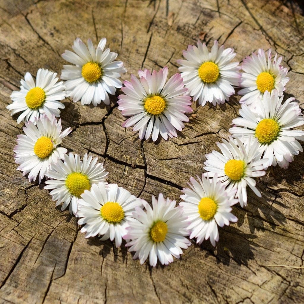 A daisy in the shape of a heart - love