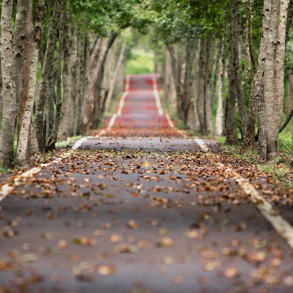 Woodland With Road in Middle - Hope