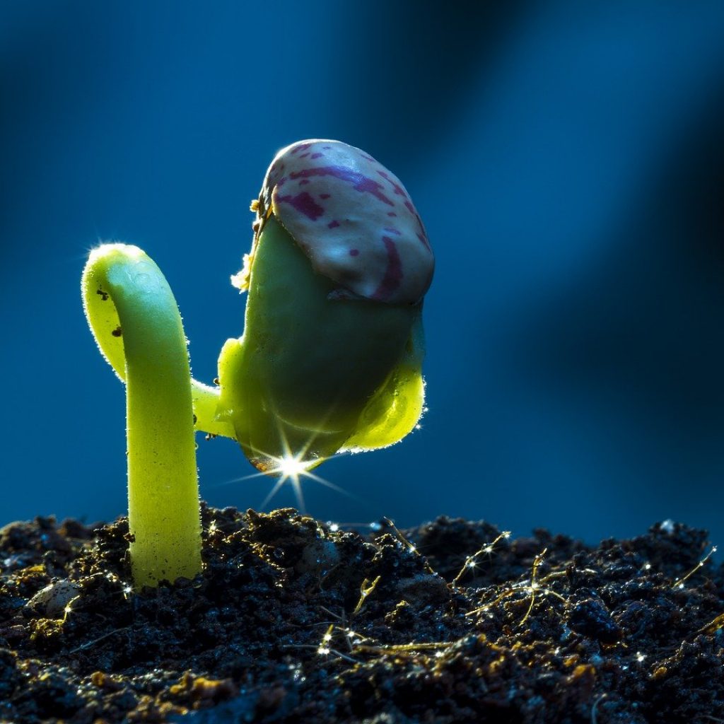 Plant Growing - Hope