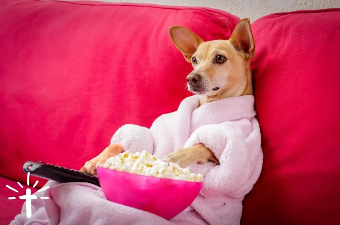 Dog Watching TV and Eating Popcorn