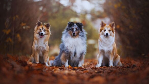 Dogs Standing Outside