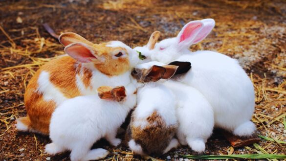 Rabbits Together Outside